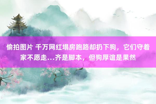 偷拍图片 千万网红塌房跑路却扔下狗，它们守着家不愿走…齐是脚本，但狗厚谊是果然