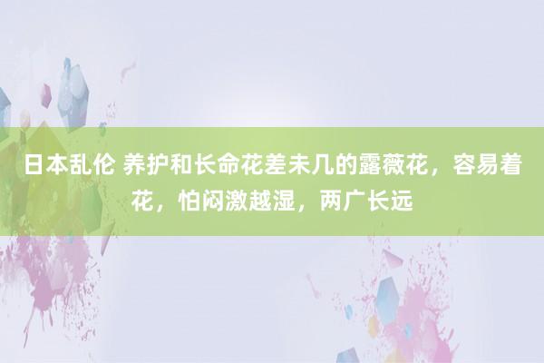 日本乱伦 养护和长命花差未几的露薇花，容易着花，怕闷激越湿，两广长远