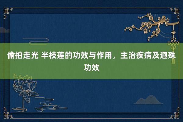 偷拍走光 半枝莲的功效与作用，主治疾病及迥殊功效