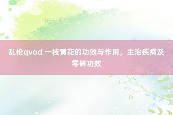 乱伦qvod 一枝黄花的功效与作用，主治疾病及零碎功效